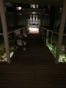 Dark walkway with highlight lighting on plants