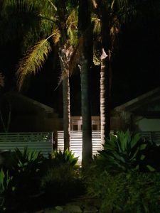 Outdoor lighting installation highlighting palm trees